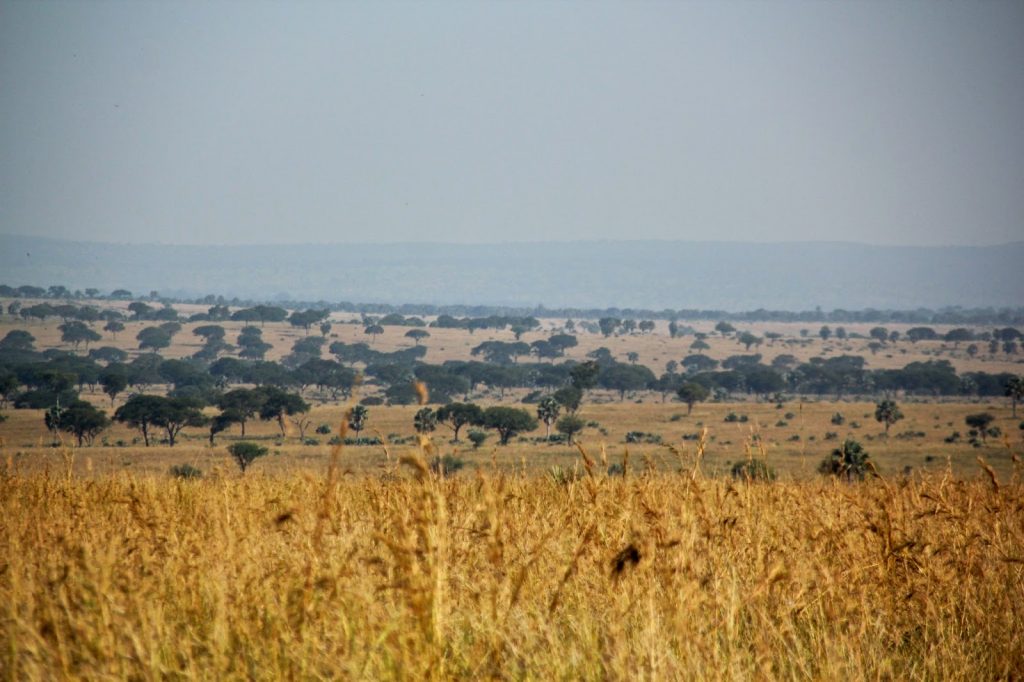 Murchison Nationalpark, Uganda, Travel Drift