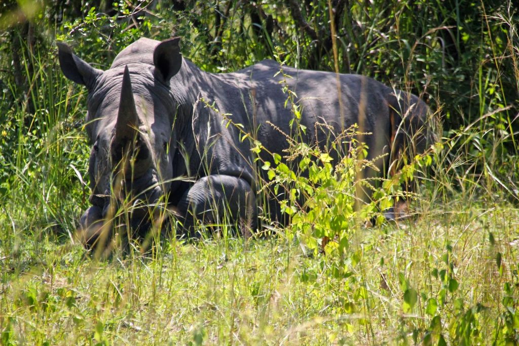 Murchison Nationalpark, Uganda, Travel Drift