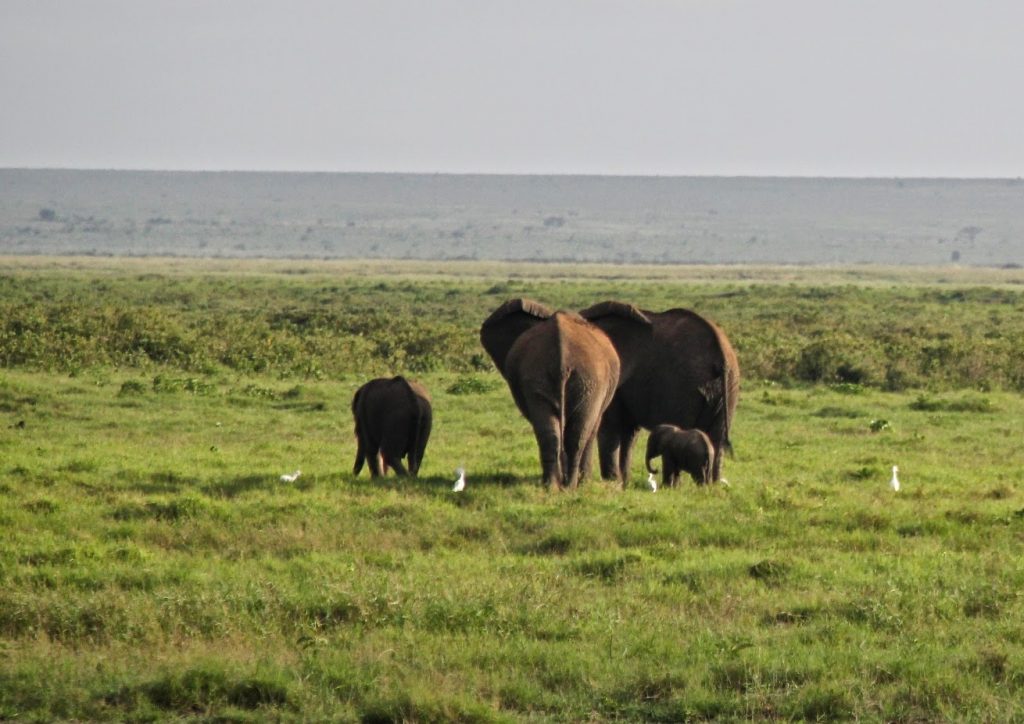 Amboseli Nationalpark, Kenya, Travel Drift