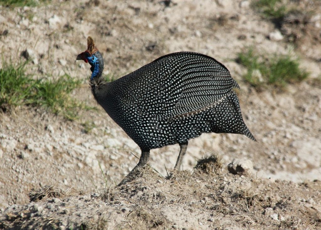 Amboseli Nationalpark, Kenya, Travel Drift