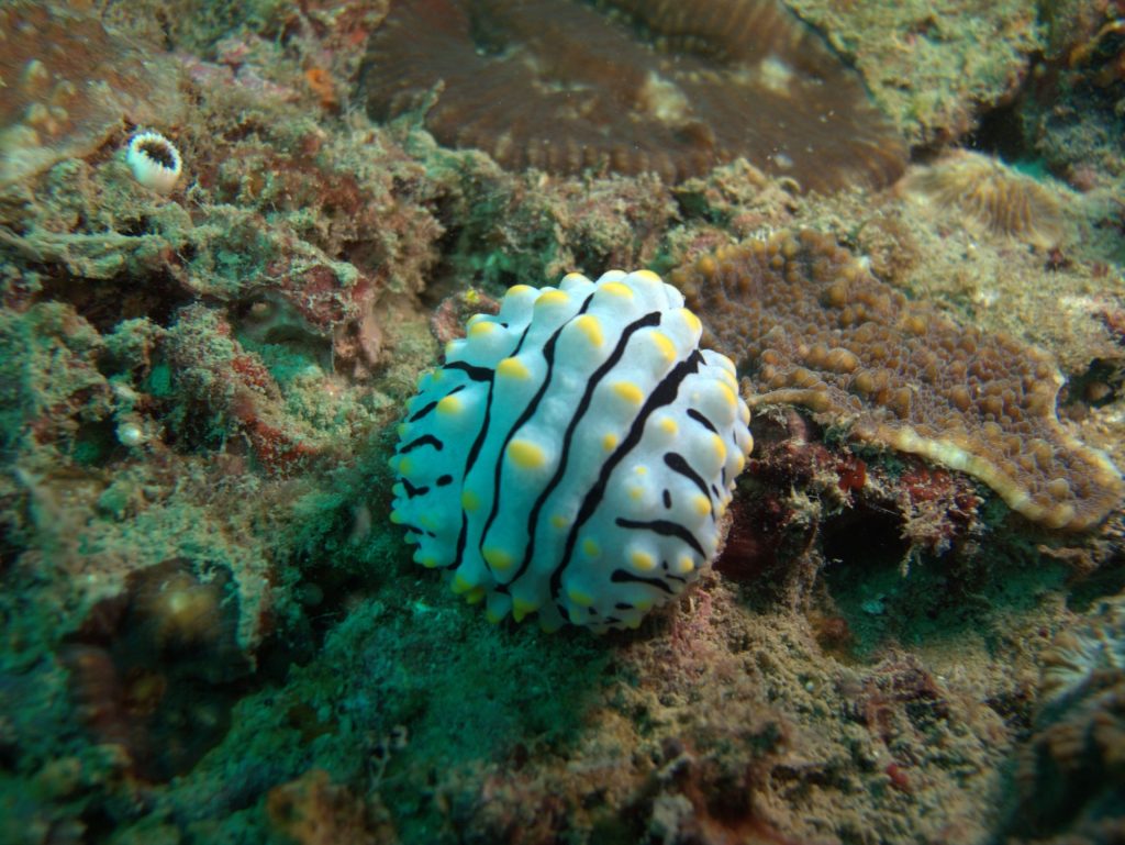 Ko Phi Phi, Thailand, Travel Drift