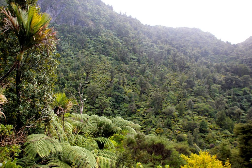 Karamatura, New Zealand, Travel Drift