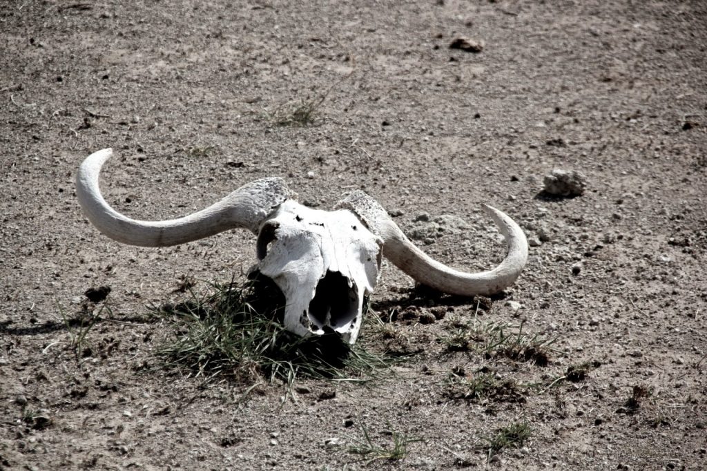 Amboseli Nationalpark, Kenya, Travel Drift