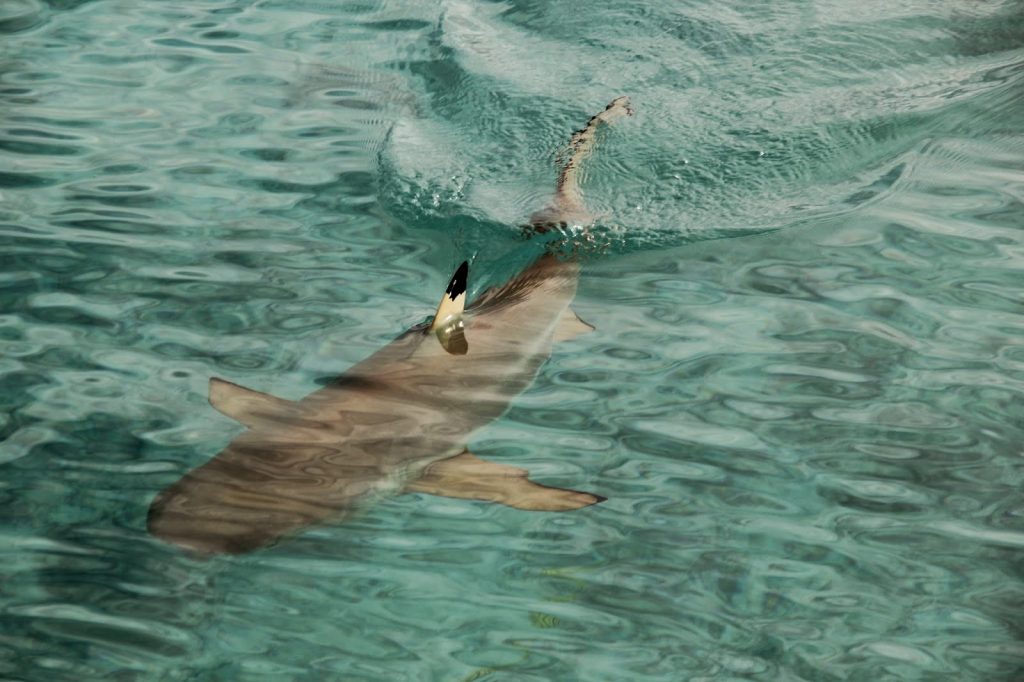 Fakarava, French Polynesia, Travel Drift