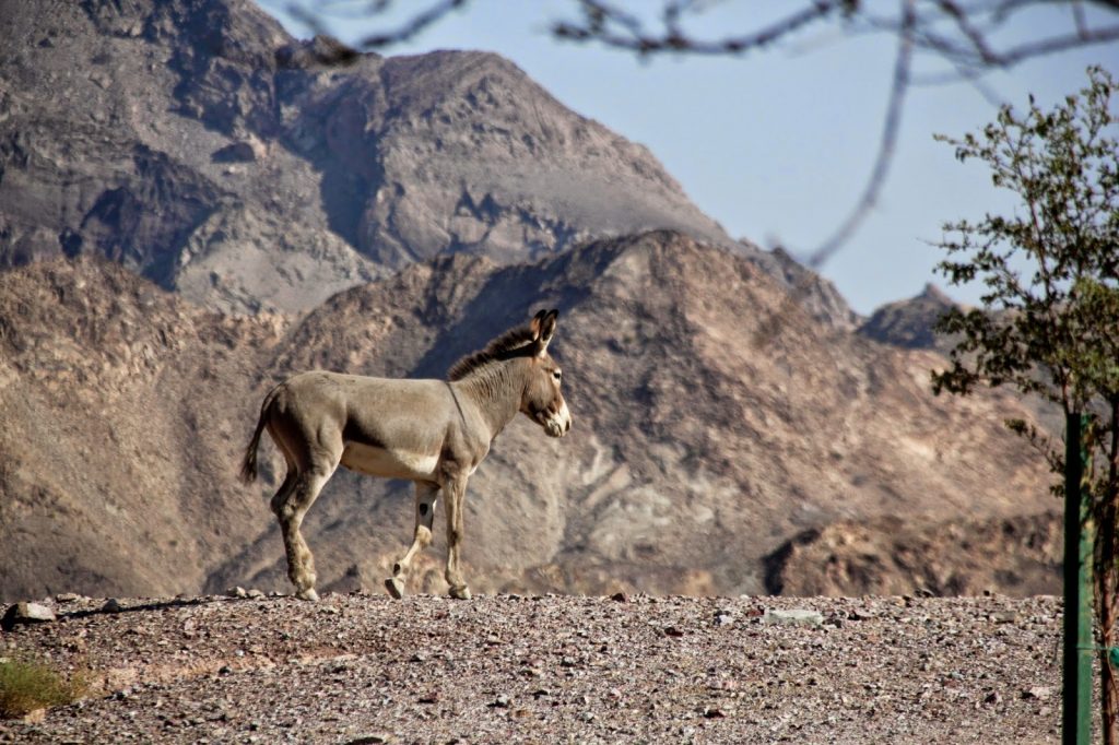 Hatta, Emirates, Travel Drift