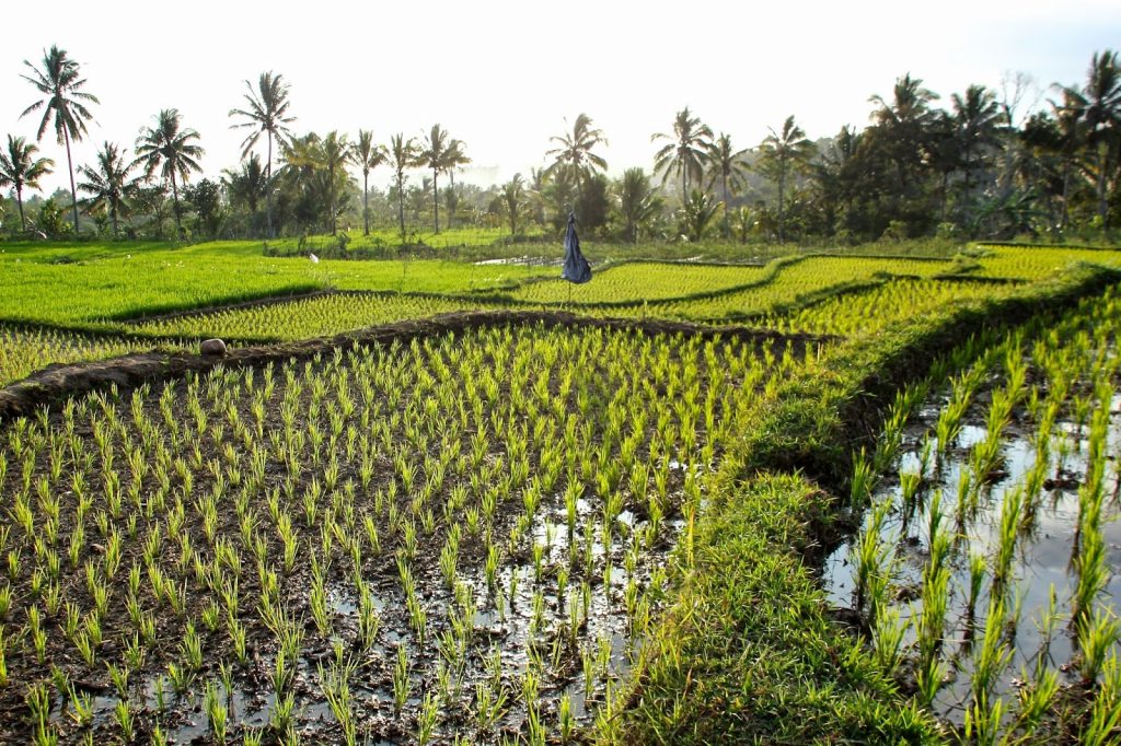 Lombok Central, Indonesia, Travel Drift