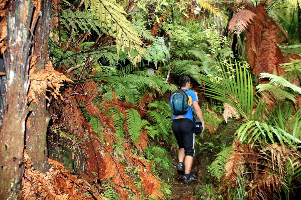 Karamatura Trek, New Zealand, Travel Drift