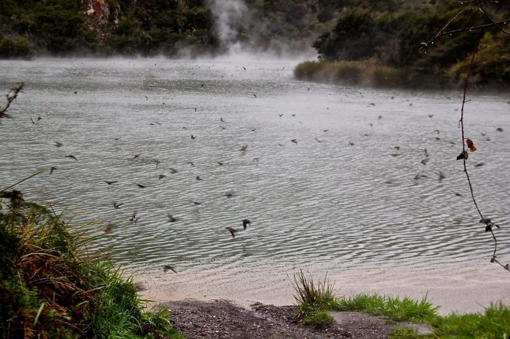 Kerosene Creek, New Zealand, Travel Drift