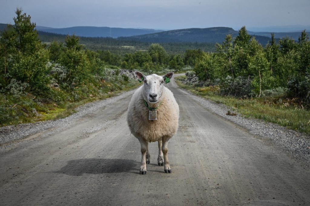 Stor-Elvdal, Norway, Travel Drift