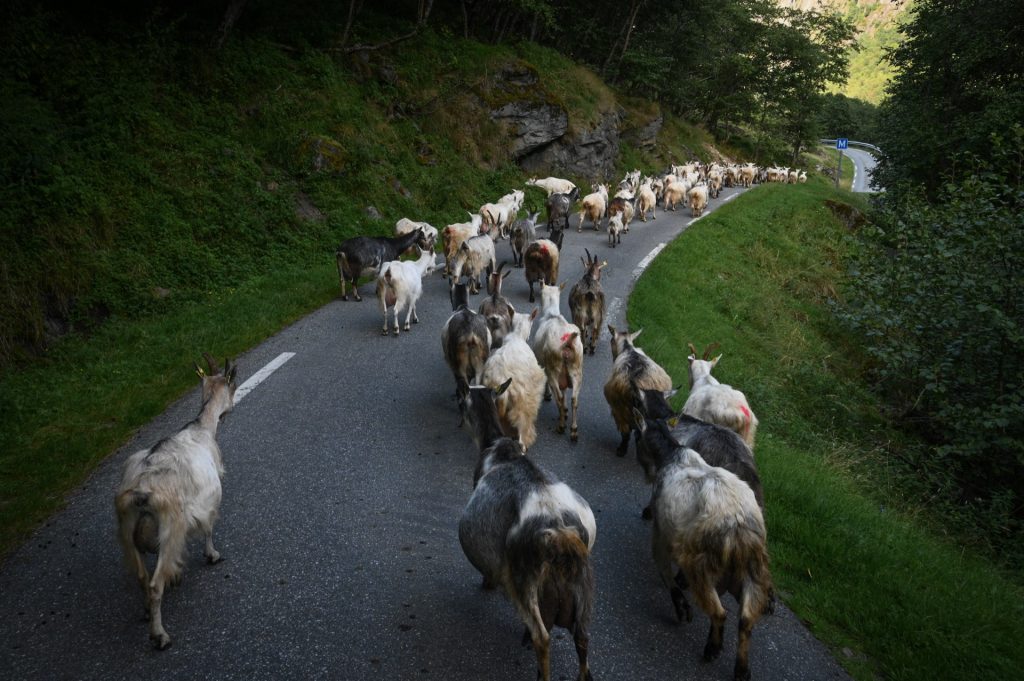 Naeroyfjord, Norway, Travel Drift