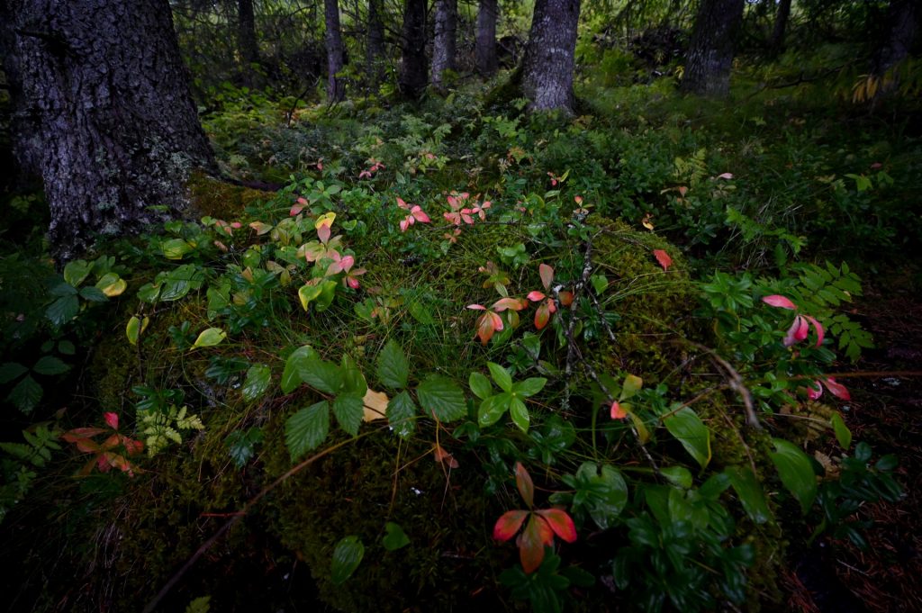 Laksforsen, Norway, Travel Drift