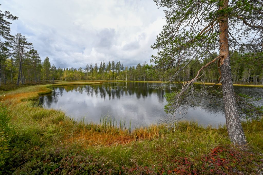Koli Nationalpark, Finland, Travel Drift