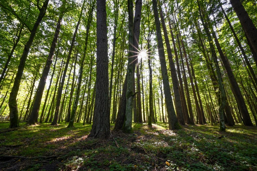 Bialowieza, Poland, Travel Drift