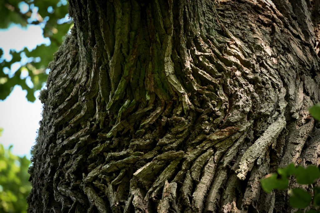 Bialowieza, Poland, Travel Drift