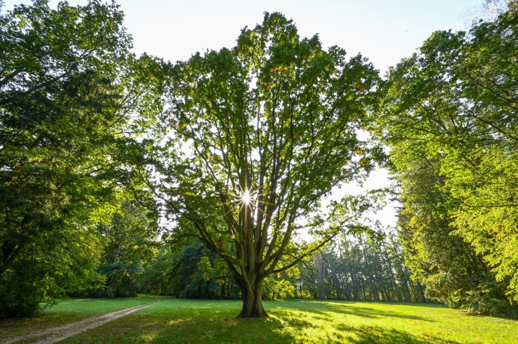 Bialowieza, Poland, Travel Drift