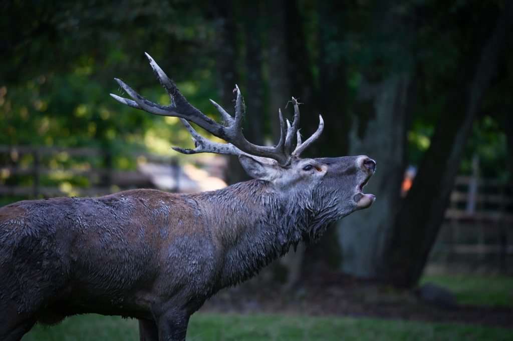 Bialowieza, Poland, Travel Drift