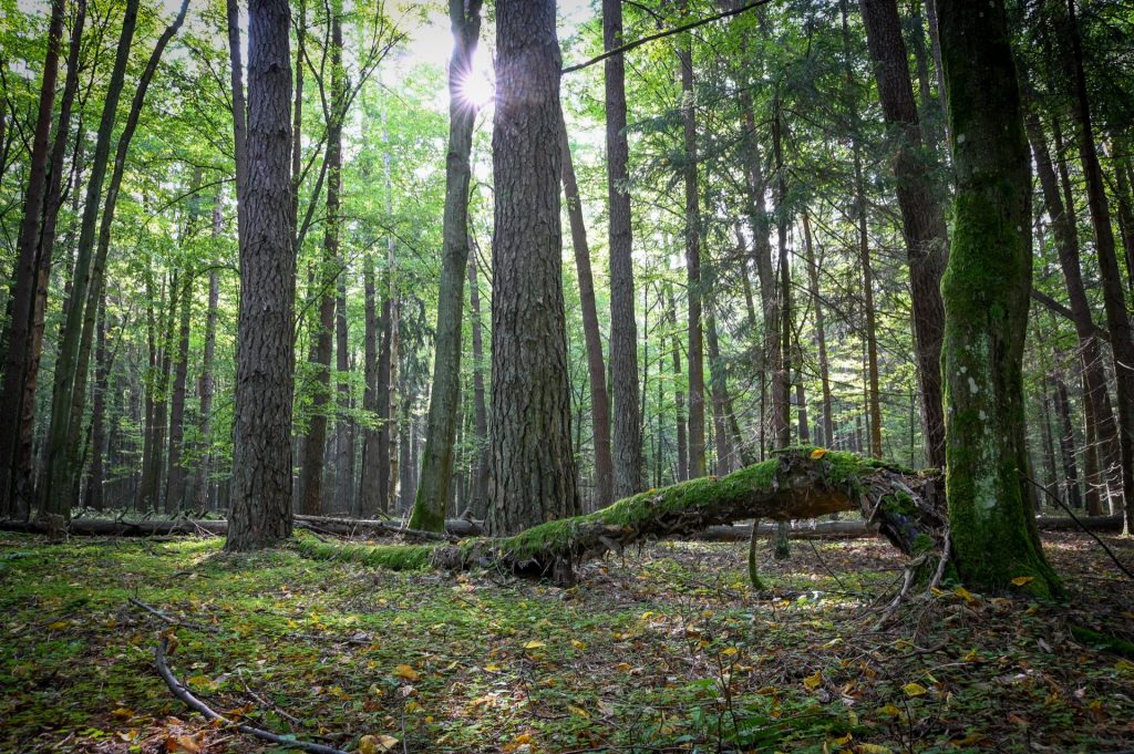 Bialowieza, Poland, Travel Drift