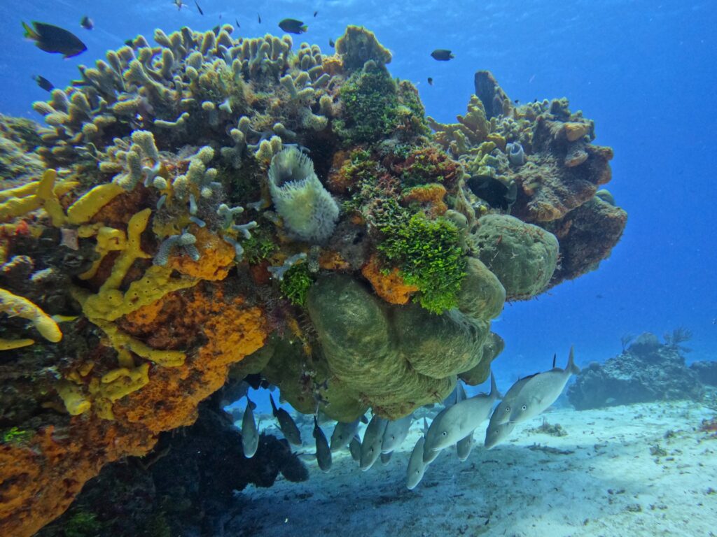 Cozumel, Mexiko, Travel Drift