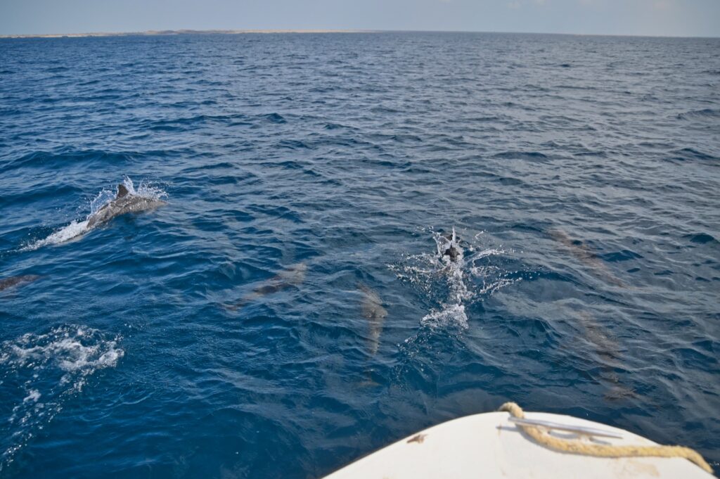 Farasan Inseln, Saudi Arabia, Travel Drift