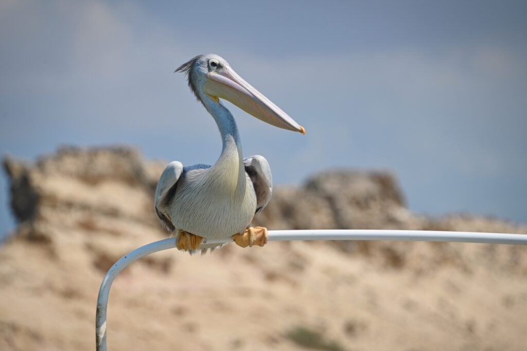 Farasan Inseln, Saudi Arabia, Travel Drift