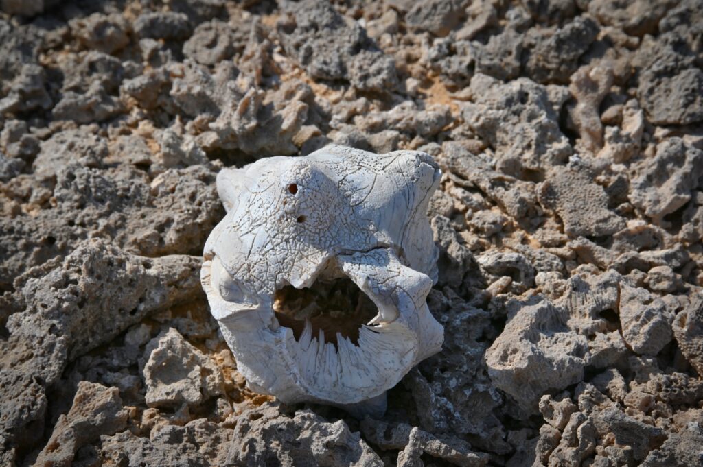 Farasan Inseln, Saudi Arabia, Travel Drift