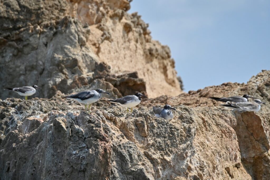 Farasan Inseln, Saudi Arabia, Travel Drift