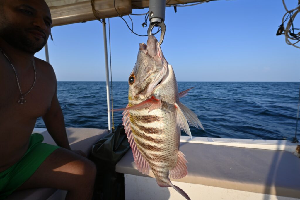 Farasan Inseln, Saudi Arabia, Travel Drift