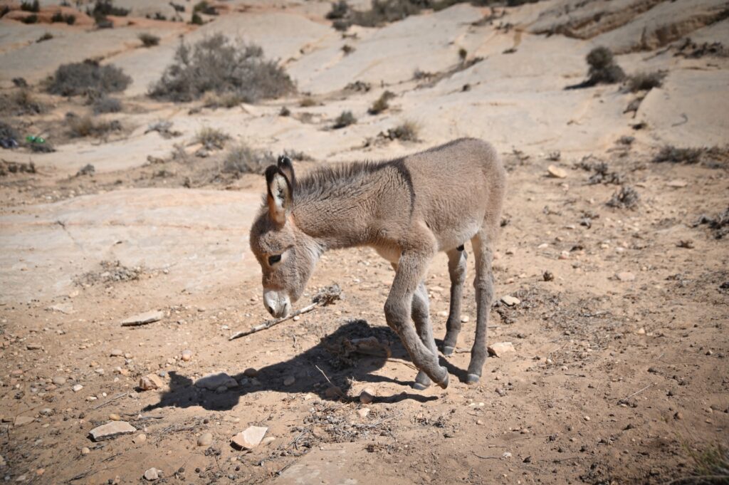 Jordanien_Dana