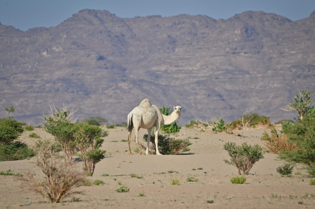 Saudi Arabien_Oroug Bani Maradh_Travel Drift