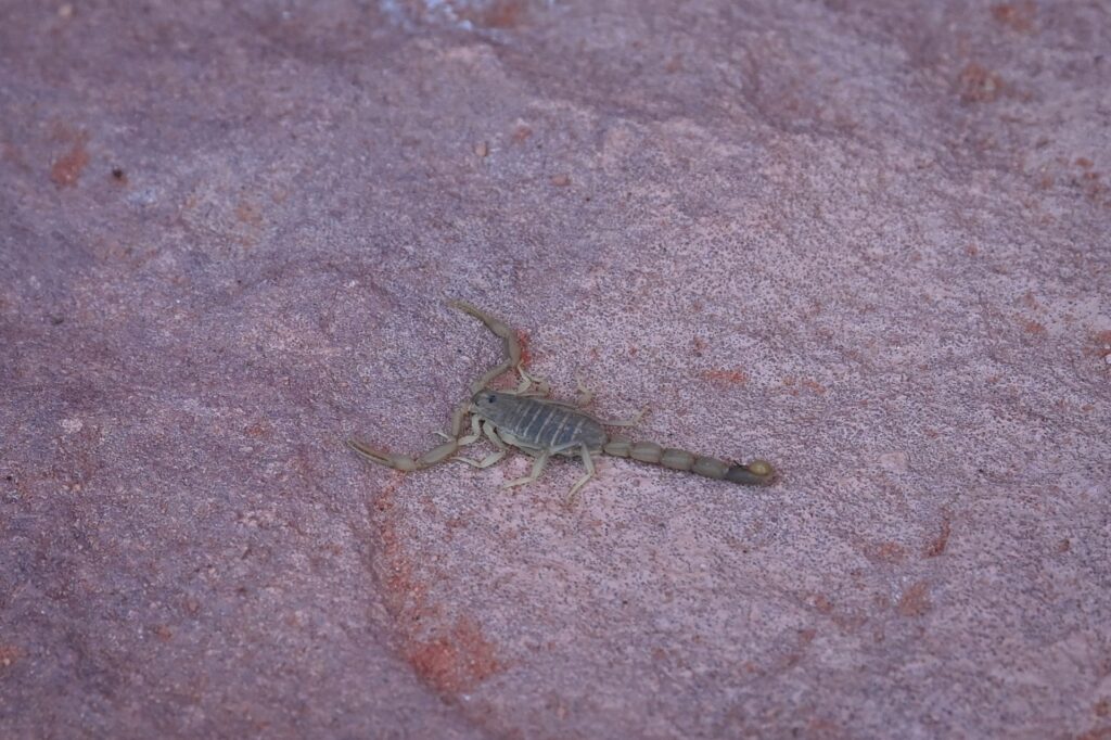 Jordanien_Wadi Rum